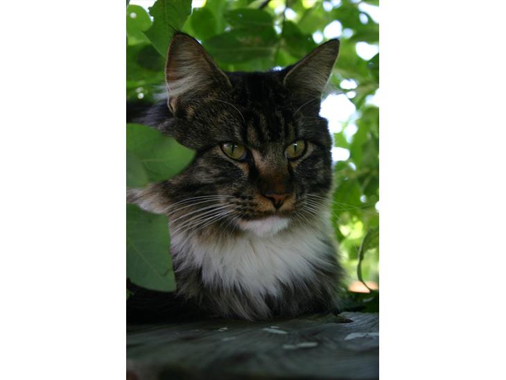 Maine Coon Hannibal Valentin billede 1