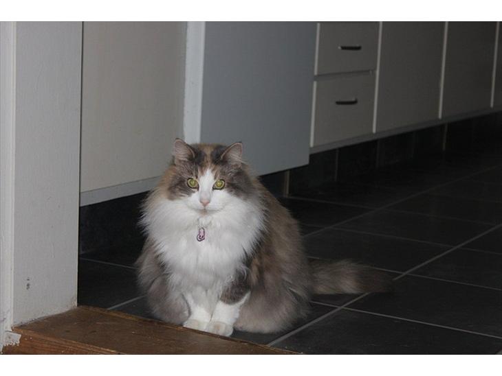 {{currentPhoto.altText}} billede {{currentPhoto.number}}