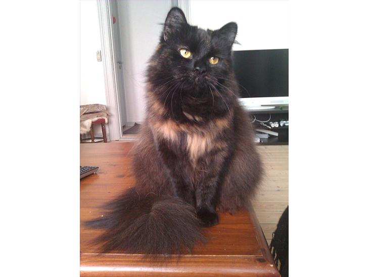 {{currentPhoto.altText}} billede {{currentPhoto.number}}