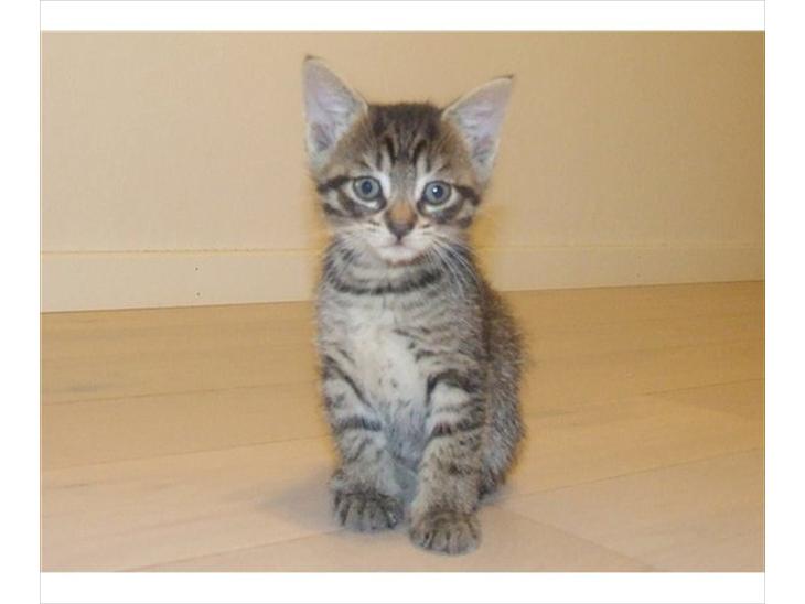 Huskat buffy - Min dejlige hun kat som jeg snart får hjem. Hun er meget legesyg og nysgerrig.  billede 1