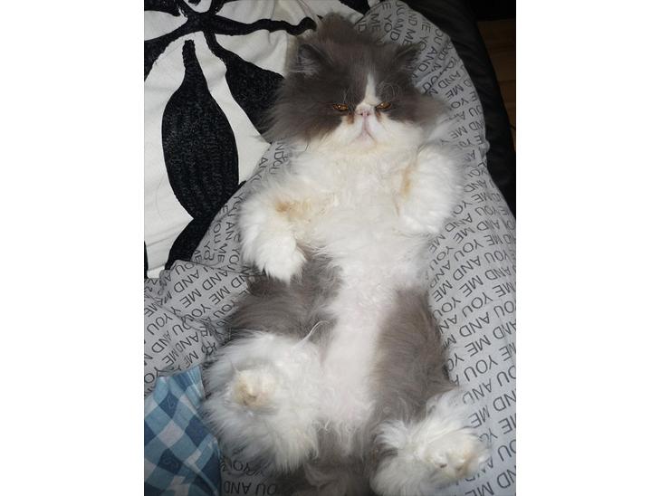 Perser Blob - Dyne hygge dag med mor. billede 1