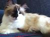 Ragdoll Tulle