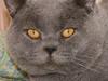 British Shorthair Moore Beauty Emmeth