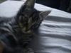 Maine Coon Bisse
