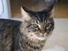 Maine Coon Joey