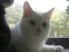 Maine Coon Kiara