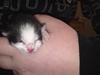 Blanding af racer Toulouse [Tidl. kat]
