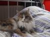 Maine Coon Choko