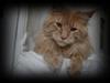 Maine Coon Bailey