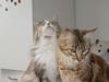 Maine Coon Adina