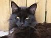 Maine Coon Lumi
