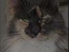 Maine Coon Coffee
