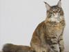 Maine Coon Bearcloud Adrenalin "Fox"