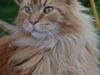 Maine Coon Anton