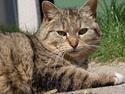 Huskat Miszer