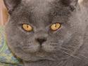 British Shorthair Moore Beauty Emmeth