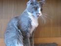 Maine Coon Bluesmaine D´Blue Nanok for Krammedyret