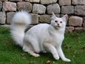 Maine Coon Tickle Me