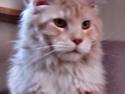 Maine Coon FireBoy