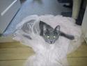Russian Blue George