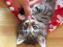 Maine Coon Tiffany (Tiff)