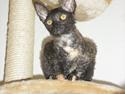 Cornish Rex DK Pixiepaws buick skylark