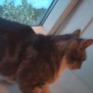 Blanding af racer Fiona