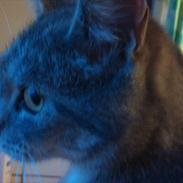 Blanding af racer Fiona