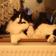 Blanding af racer Gucci