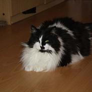 Blanding af racer Gucci