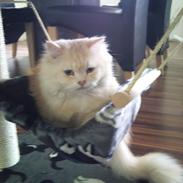 Blanding af racer Leopold