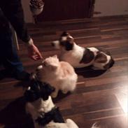 Blanding af racer Leopold