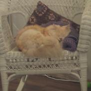 Blanding af racer Leopold