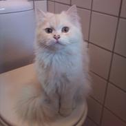 Blanding af racer Leopold