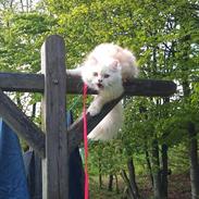 Blanding af racer Leopold