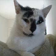 Huskat Gizmo
