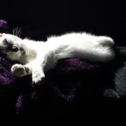 Huskat Gizmo