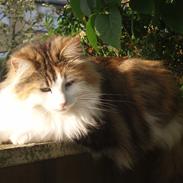 Norsk Skovkat DK Eas Chinook Sommerfugl