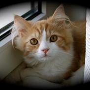 Maine Coon Gizmo ''Gizzer'' 