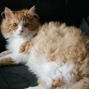 Maine Coon Gizmo ''Gizzer'' 