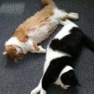 Maine Coon Gizmo ''Gizzer'' 