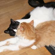 Maine Coon Gizmo ''Gizzer'' 