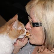 Maine Coon Gizmo ''Gizzer'' 