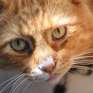 Blanding af racer Felix