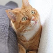 Blanding af racer Felix