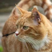 Blanding af racer Felix