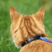 Blanding af racer Felix