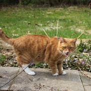 Blanding af racer Felix