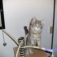 Maine Coon Baby