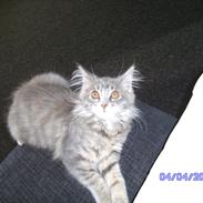Maine Coon Baby